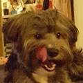 https://nl.holidog.com/ImagesPetSitters/057A9426-20C2-437E-B2D8-2157B3E59E89_square_120.jpg Happy-Second-Home-25209-1
