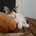 https://nl.holidog.com/ImagesPetSitters/06303B8B-B684-4240-ADAE-196A3C7FC71C_square_120.jpg 22150-3