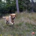 https://nl.holidog.com/ImagesPetSitters/0AB2E06F-4A5A-4F67-8CFA-DBDD9AE3907D_square_120.jpg Dierenliefhebster--3402-2