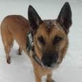 https://nl.holidog.com/ImagesPetSitters/12646504-B494-495D-A1C7-367773ADAB47_square_120.jpg Hondenliefhebber-39282-0