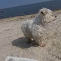 https://nl.holidog.com/ImagesPetSitters/19011EF3-4B08-475A-B01C-A1949177EACA_square_120.jpg Vind-een-extra-uitdaging-leuk!-40923-2