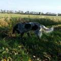 https://nl.holidog.com/ImagesPetSitters/235429C2-33A4-4E30-B9D4-D6740E170592_square_120.jpg 27789-1