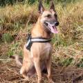 https://nl.holidog.com/ImagesPetSitters/245E4CD9-C02A-4510-8726-E0F8C0FF1607_square_120.jpg Hondenliefhebber-39282-2