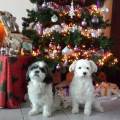https://nl.holidog.com/ImagesPetSitters/2ACF1EC9-8CA4-4A53-9070-A6EAC39B3DF0_square_120.jpg Dierenliefhebber-met-dieren-EHBO-8232-0