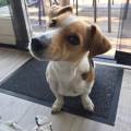 https://nl.holidog.com/ImagesPetSitters/2ED2EBEA-898B-4EBF-9C23-C35720C328B2_square_120.jpg Liefde-voor-uw-hond-908-1