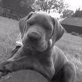https://nl.holidog.com/ImagesPetSitters/313FADB2-C683-46CF-BD69-69686674AFC8_square_120.jpg Enthousiaste-dierenvriendin!-397-0