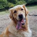 https://nl.holidog.com/ImagesPetSitters/377959C6-6357-4568-955D-8CCFB72B6766_square_120.jpg Dierenliefhebster--3402-1