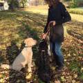 https://nl.holidog.com/ImagesPetSitters/3E72F70F-BE75-4B02-A874-38C08DDF78B6_square_120.jpg Flexibele-Uitlaatservice/opvang-9342-3