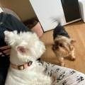 https://nl.holidog.com/ImagesPetSitters/40A3B5AC-1738-46E6-ACE7-73E77BE97456_square_120.jpg Big-time-animal-lover-🐶-70215-3