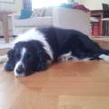 https://nl.holidog.com/ImagesPetSitters/4A6FB2BA-40EE-4664-8FE8-8A000BD9F1D8_square_120.jpg Your-pets-new-friend!-7813-1