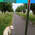 https://nl.holidog.com/ImagesPetSitters/4BD817C4-7F9A-4661-9DCF-B9576263BA76_square_120.jpg Dierenliefhebber-15884-3