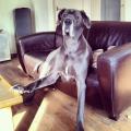 https://nl.holidog.com/ImagesPetSitters/5AE46E5C-C44D-4FFE-9B67-636212301CC2_square_120.jpg Enthousiaste-dierenvriendin!-397-2