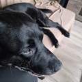 https://nl.holidog.com/ImagesPetSitters/5DDF41A1-7B0E-47AA-B573-965A917FE826_square_120.jpg 36010-0