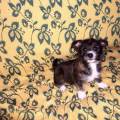 https://nl.holidog.com/ImagesPetSitters/6019FA50-A838-49C5-A215-933B39AAC6DF_square_120.jpg Italiaanse-dog-lover-27638-3
