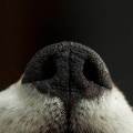https://nl.holidog.com/ImagesPetSitters/6208433C-190A-4B97-8DEA-D3128935316E_square_120.jpg Liefde-voor-uw-hond-908-2