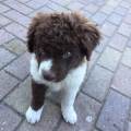https://nl.holidog.com/ImagesPetSitters/629F68D0-B2C5-4699-9116-C611154A37BC_square_120.jpg Een-hondenliefhebber-zonder-hond--18411-2