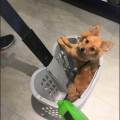 https://nl.holidog.com/ImagesPetSitters/62DCAC5E-284D-41A4-9BD5-E9E890FCC448_square_120.jpg Studente-met-een-hart-voor-dieren-25347-3