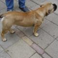 de-grootste-honden-lief-hebber-1049-1