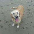 https://nl.holidog.com/ImagesPetSitters/67A65506-103D-4575-91E9-0CCE949156C3_square_120.jpg Veel-buiten-speel-plezier-2509-2