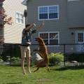 Perfect-dog-lover-and-caregiver-4514-0