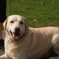 https://nl.holidog.com/ImagesPetSitters/8EC0C4CE-CE3E-47B2-8388-91133BC65276_square_120.jpg Paraat-voor-uw-Kameraad-26904-1