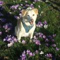 https://nl.holidog.com/ImagesPetSitters/8F467C1C-70CD-4C53-93FE-F7D439EA7567_square_120.jpg Een-dier-is-je-beste-vriend!-1165-0