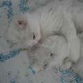 https://nl.holidog.com/ImagesPetSitters/8F76F846-DB88-4C25-9D77-CB16B2B84E69_square_120.jpg Animal-lover.-3209-0