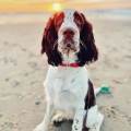 https://nl.holidog.com/ImagesPetSitters/907F0D4F-F574-476B-A89F-7CA65062139F_square_120.jpg Spaniel-Expert-Oppas-6357-1