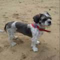https://nl.holidog.com/ImagesPetSitters/909D0600-B5DF-4C19-A94D-5F07C90048C4_square_120.jpg Dierenliefhebber-met-dieren-EHBO-8232-1