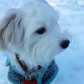 https://nl.holidog.com/ImagesPetSitters/975C032D-7913-4AD5-A606-2070458C380C_square_120.jpg Dierenliefhebber-met-dieren-EHBO-8232-2