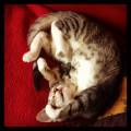 https://nl.holidog.com/ImagesPetSitters/9868D79F-64EB-42BC-8721-DD8D1975FEF0_square_120.jpg Honden-en-katten-vriend-:)-27548-0