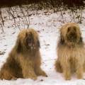 https://nl.holidog.com/ImagesPetSitters/AF386323-26A8-4AB1-831D-554DF9117313_square_120.jpg Erica's-passie-voor-dieren-23164-1