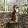 https://nl.holidog.com/ImagesPetSitters/B01D6757-B911-4715-8786-230B63C8C3E0_square_120.jpg Honden-liefhebber!-3287-2