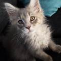https://nl.holidog.com/ImagesPetSitters/B29223EB-E1F3-4982-B59A-FD8D15DA02D9_square_120.jpg 22150-2
