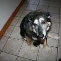 Perfect-dog-lover-and-caregiver-4514-2
