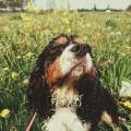 https://nl.holidog.com/ImagesPetSitters/B786255E-B979-43DC-B512-8EDFE5ACD56F_square_120.jpg Spaniel-Expert-Oppas-6357-0