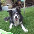 https://nl.holidog.com/ImagesPetSitters/C2ABD7B9-D45B-4D49-9AAE-3145E2DC9798_square_120.jpg Beste-dierenvriendjes!--16-2