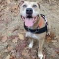 https://nl.holidog.com/ImagesPetSitters/C4CB6A54-271C-421C-80E9-472E7B356474_square_120.jpg Doggy-Paradise-23359-2