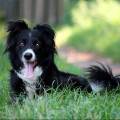 Actieve-en-zeer-ervaren-hondenoppas-5161-3