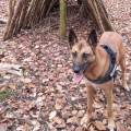 https://nl.holidog.com/ImagesPetSitters/D373C37B-7BD5-4AF2-B5F9-76909D1907D8_square_120.jpg Hondenliefhebber-39282-1