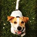 https://nl.holidog.com/ImagesPetSitters/E6FA5FFB-E1AD-4F65-BB57-21E08F442B56_square_120.jpg Liefde-voor-uw-hond-908-0