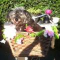 https://nl.holidog.com/ImagesPetSitters/F75F9E7F-9868-44D5-A1D5-66C4AB60B6FA_square_120.jpg Dieren-liefhebber-6061-0