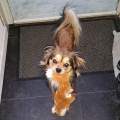 https://nl.holidog.com/ImagesPetSitters/F851E301-D688-4F09-8297-529B4D69BC54_square_120.jpg Honden-liefhebber!-3287-3