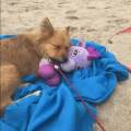 https://nl.holidog.com/ImagesPetSitters/FF0DAEC8-81E8-4E35-A556-AE27DF968525_square_120.jpg Studente-met-een-hart-voor-dieren-25347-1